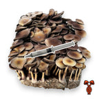 Spore Syringe
